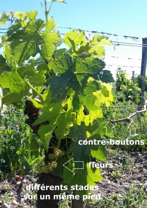 différents stades sur le même pied différents stades sur le même pied