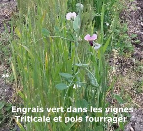 pois fourrager et triticale dans les vignes pois fourrager et triticale dans les vignes