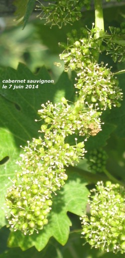 fleur de vigne au 7 juin fleur de vigne au 7 juin