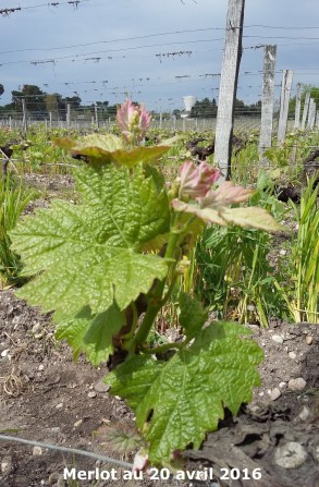 Pousse de Merlot sur fond d'engras vert Pousse de Merlot sur fond d'engras vert