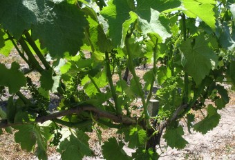 inflorescence de sauvignon blanc inflorescence de sauvignon blanc