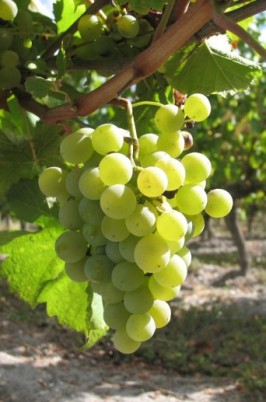 grappe de sémillon au soleil ! grappe de sémillon au soleil !