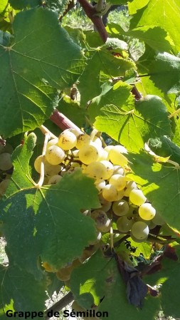 grappe de sémillon cachée derrière les feuilles grappe de sémillon cachée derrière les feuilles