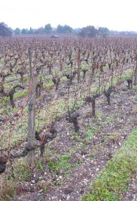 vigne en décembre vigne en décembre